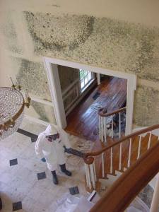 mold removal job site